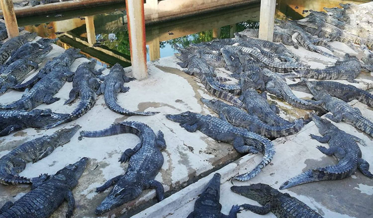 Cambodia mulls exporting live crocodiles to China